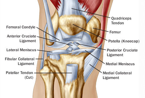 Knee Pain and How We can Cure it by Simple Intake of Food